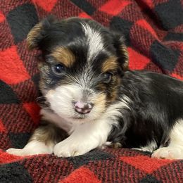 Biewer Terrier and Yorkshire Terrier Puppies from [580] Biewers and Yorkies